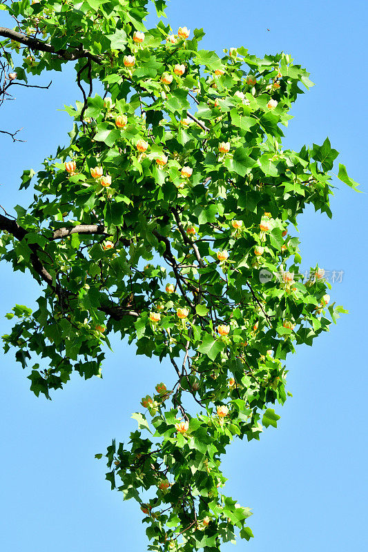 郁金香树花/鹅掌楸郁金香花